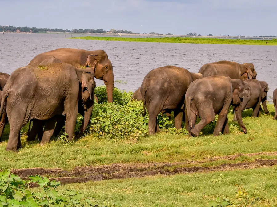 Udawalawe